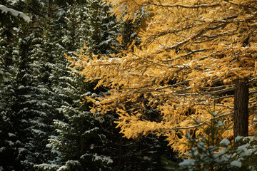 The beginning of winter in Russia in the Urals