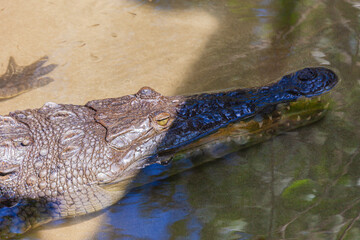 Dangerous salt water crocodile of Costa Rica
