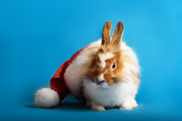 A nice rabbit sitting in Santa hat on blue background. Christmas holiday.