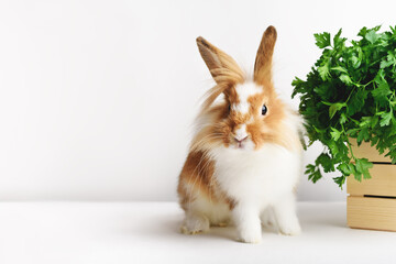 Adorable rabbit with parsley on a white background. Front view. Place for your text.