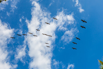 Beautiful flora and fauna of Costa Rica