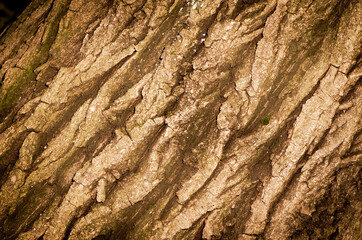 Tree bark close up