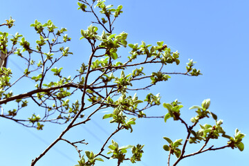 blossoming apple tree