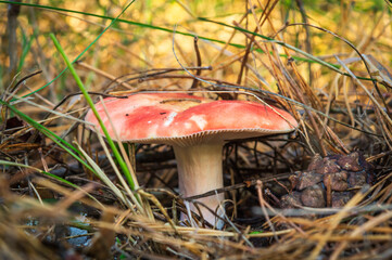 Single wild mushroom in the forest in clearing between pine needles closeup