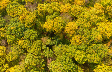 Bird's eye view of a beautifully colored autumn forest near Kiedrich / Germany in the Rheingau