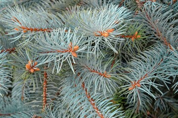 Naklejka na ściany i meble Natural Picea Pungens or Colorado Blue Spruce branches with young cones buds for abstract texture or seasonal background