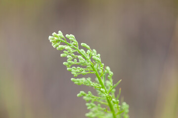 green young blade of grass close-up against the background of the ground with blurry background, used as a background or texture, soft focus