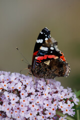 Schmetterling Admiral (Vanessa atalanta) , Sommerflieder, Herbstflieder, Schmetterlingsflieder oder Schmetterlingsstrauch (Buddleja davidii), blühend, Deutschland, Europa