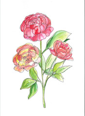 Watercolor peonies on white background. Hand drawn flowers. Element for design.