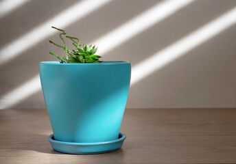 Suculent plant in a blue pot in daylight. Houseplants in a minimalist style.