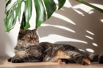 Monstera leaf with hard shadows from daylight and a lying domestic cat against the background of a white concrete wall. Minimalism. © Chinart