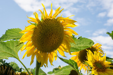 Sunflower culture under the summer sky