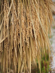稲刈り後の稲木（稲干し）
