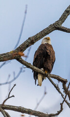 Adult bald eagle looking into the distance