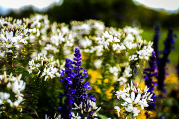 bunte Blumen im Blumengarten