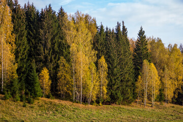 Beautiful mixed autumn forest on a green slope. Scenic wilderness landscape
