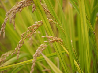 収穫の時期を迎えた稲穂