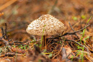 wild colored mushrooms that grow in autumn in the sierra de guadarrama