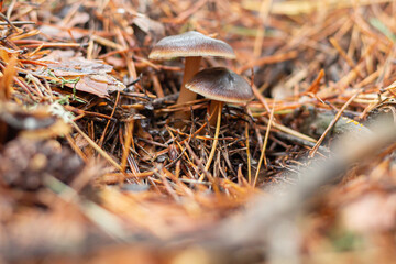 wild colored mushrooms that grow in autumn in the sierra de guadarrama