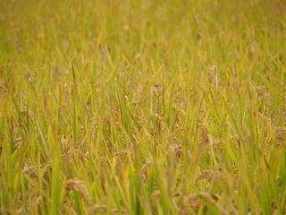 収穫の時期を迎えた稲