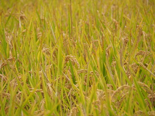 収穫の時期を迎えた稲