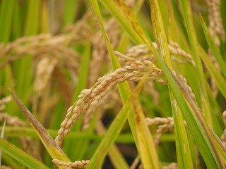 収穫の時期を迎えた稲穂
