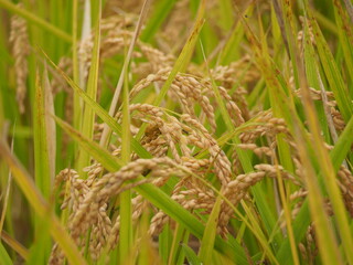収穫の時期を迎えた稲穂