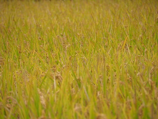 収穫の時期を迎えた稲