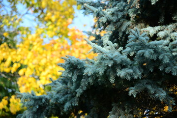Branches of blue fir-tree on a background the yellow leaves of maple