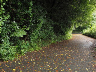 暗いアスファルトの山道