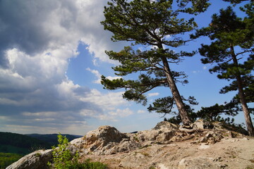 Bäume wachsen auf einem Felsen unter dem bewölkten Himmel, Fantasielandschaft