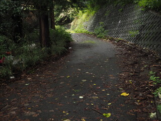 暗いアスファルトの山道