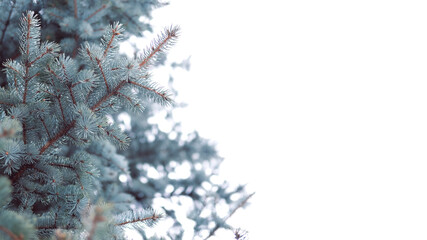 Beautiful evergreen blue spruce branches close up as a christmas background with a shallow focus and a copy space.