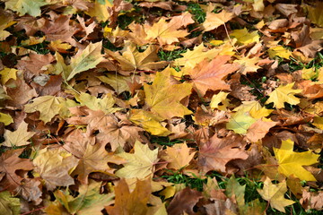 Autumn foliage of maple on a green grass