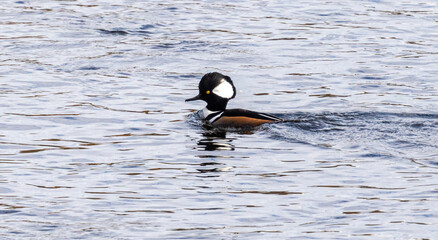 Male hooded merganser swimming in a river