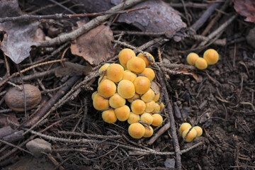 Mushrooms and autumn leaves in the forest, close up
