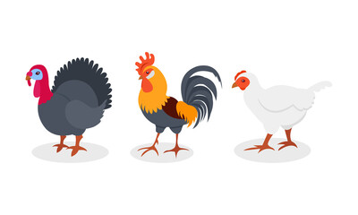 Feathered Hen and Turkey as Farm Bird Vector Set
