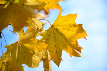 Yellow and orange leaves of maple in the sunny light on a background blue sky