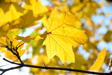 Yellow and orange leaves of maple in the sunny light on a background blue sky