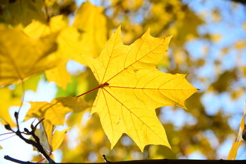 Yellow and orange leaves of maple in the sunny light on a background blue sky