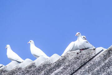 two white doves