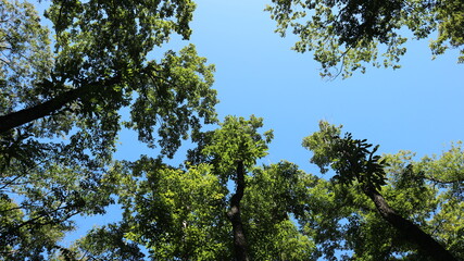나무, 하늘