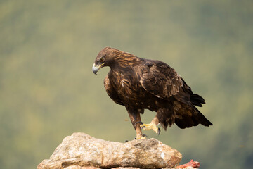 Aguila real )Aquila chrysaetos, Sierra de Guadarrama, Madrid, España