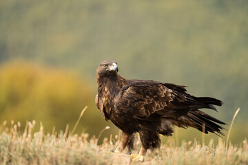Aguila real )Aquila chrysaetos, Sierra de Guadarrama, Madrid, Espa&ntilde;a