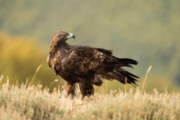 Aguila real )Aquila chrysaetos, Sierra de Guadarrama, Madrid, España