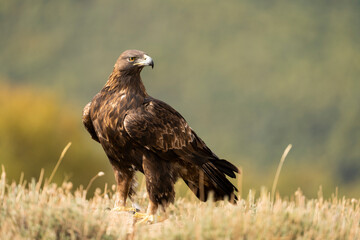 Aguila real )Aquila chrysaetos, Sierra de Guadarrama, Madrid, España