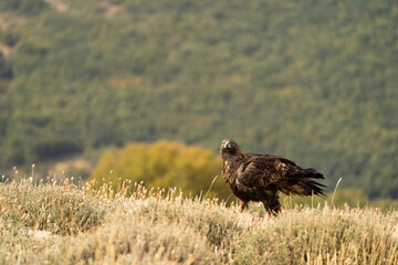 Aguila real )Aquila chrysaetos, Sierra de Guadarrama, Madrid, España