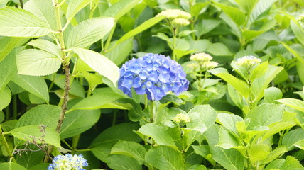 a full-blown hydrangea
