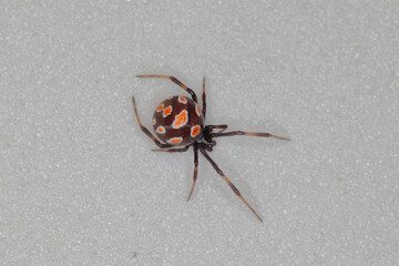 close-up/macro of an european black widow female Latrodectus tredecimguttatus