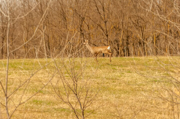 Naklejka na ściany i meble View on a roe deer on a field